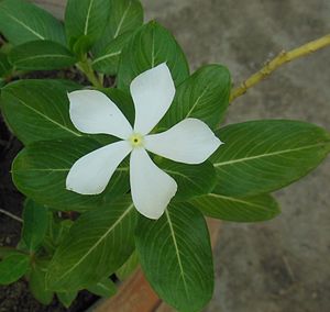 White periwinkle with thin petals