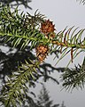 Spießtanne (Cunninghamia lanceolata)