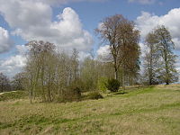 Trees within Danebury