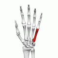Fifth metacarpal bone of the left hand (shown in red). Animation.