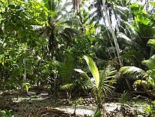 Dense vegetation in the jungle of flint island