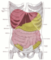 Topography of thoracic and abdominal viscera