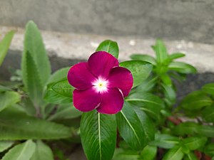 Deep-red Catharanthus roseus