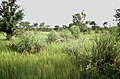 Im Schutzgebiet Réserve partielle de Pama, nahe der Grenze zu Benin