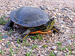 Painted turtle (Chrysemys picta)
