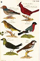 A set of coloured bird prints