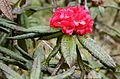 Image 13Maha rath mala (Rhododendron arboreum ssp. zeylanicum) is a rare sub-species of Rhododendron arboreum found in Central Highlands of Sri Lanka. (from Sri Lanka)