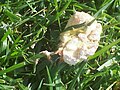 Slime mold on lawn, USA. Trail of movement can be seen.