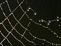 Image 16Dew drops adhering to a spider web (from Properties of water)