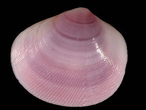 A Strigilla carnaria shell from Dominica, in the West Indies.
