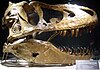 Tarbosaurus skull.