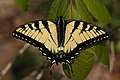 Image 4A tiger swallowtail butterfly (Papilio glaucus) in Shawnee National Forest. Photo credit: Daniel Schwen (from Portal:Illinois/Selected picture)