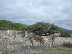Wilde Esel auf Bonaire