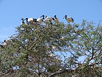 The breeding colony in Montagu, Western Cape, South Africa