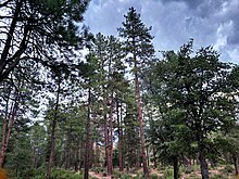 A view of Cypress Trail in Payson, Arizona. Payson is surrounded by many mixed-use trails that cover a variety of terrain and microclimates.