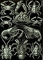 Image 7Decapods, from Ernst Haeckel's 1904 work Kunstformen der Natur (from Crustacean)