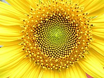 Sunflower head displaying florets in spirals of 34 and 55 around the outside.