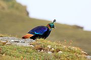 Himalyan Monal (Danphe) - National bird of Nepal