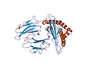 1zhl: Crystal structure of HLA-B*3508 presenting 13-mer EBV antigen LPEPLPQGQLTAY