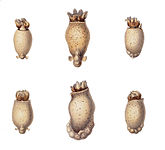 Immature specimens at various stages of development