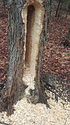 Damage to a tree by a pileated woodpecker searching for bugs, a cavity roughly 3' tall, 4-6" wide, and 8" deep (90‍×‍10-15‍×‍20 cm)