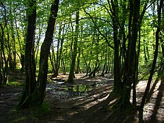 Legendary forest Brocéliande in Paimpont forest