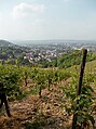 Vinyard near Oberdollendorf. This is the most northern slope used for Viticulture along the river Rhine in Germany.