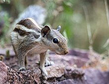Northern Palm Squirrel from Ranthambore Fort
