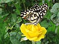 Papilio demoleus on Rose