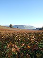 Image 80Autumn at Denbies Vineyard looking across the Mole Gap to Box Hill, the steepest slopes of the North Downs (from Portal:Surrey/Selected pictures)