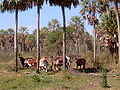 Image 38Grazing cattle, Paraguay (from History of Paraguay)