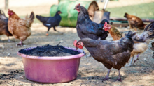 Domestic chicken feeding on biochar in Namibia