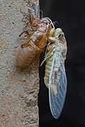 Cicadidae Dundubia (cicada) standing next to its exuvia, immediately after moulting, seen on the island of Don Det.