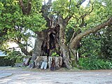 A sacred camphor tree in Kawazu, Shizuoka Prefecture, Japan