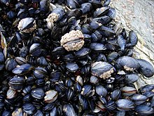 Mussels in the intertidal zone in Cornwall, England