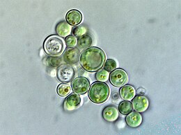 Cyanidiophyceae colony, a class of unicellular red algae