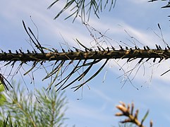Larval damage to pine