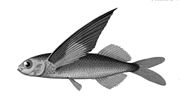 The "flying fish" Exocoetus obtusirostris has specialized pectoral fins for gliding