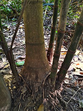 Base of the tree, with emerging suckers