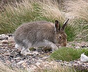 Gray hare