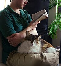 A long-haired calico car sat in the lap of a man who is sat cross-legged on the floor.