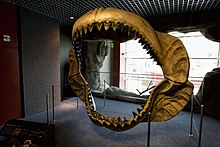 A dark-yellow megalodon jaw reconstruction with two rows of white teeth stained black on the top.