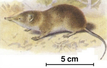 Drawing of the forest shrew Myosorex varius from the side