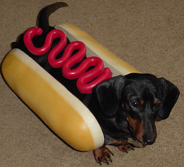 A dachshund dressed in homage to the legend of the naming of the hot dog.
