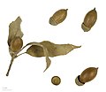 Dried leaves and acorns