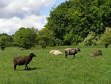 Sheep controlling scrub invasion, with the hilltop beechwood in the background