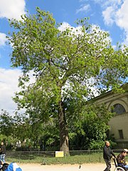 The Sophora Jussieu, planted by Buffon in the garden in 1747