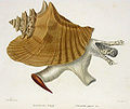 Drawing of E. gigas from Kiener, 1834
