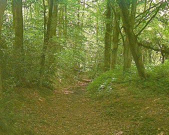A photograph of the Vanguard Way travelling through a forested portion near Buxted, in East Sussex.