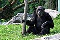 Schimpanse im Außengelände des Menschenaffenhauses